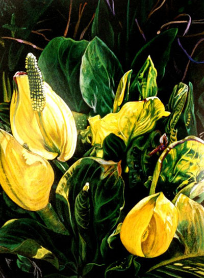 Ref.G15: Skunk lilies